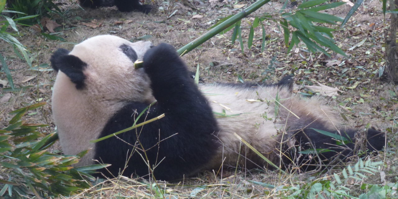 Panda Death Raises Questions About Zoo