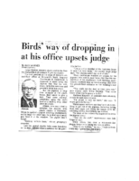 Judge’s Plastic Owl Fails to Foil Pigeons