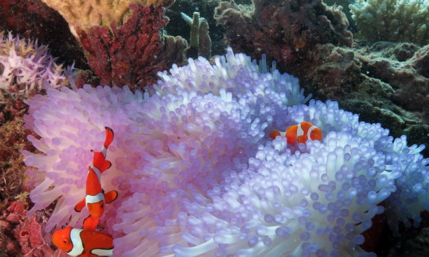 Dive at Great Barrier Reef,  Hike in Daintree Rainforest