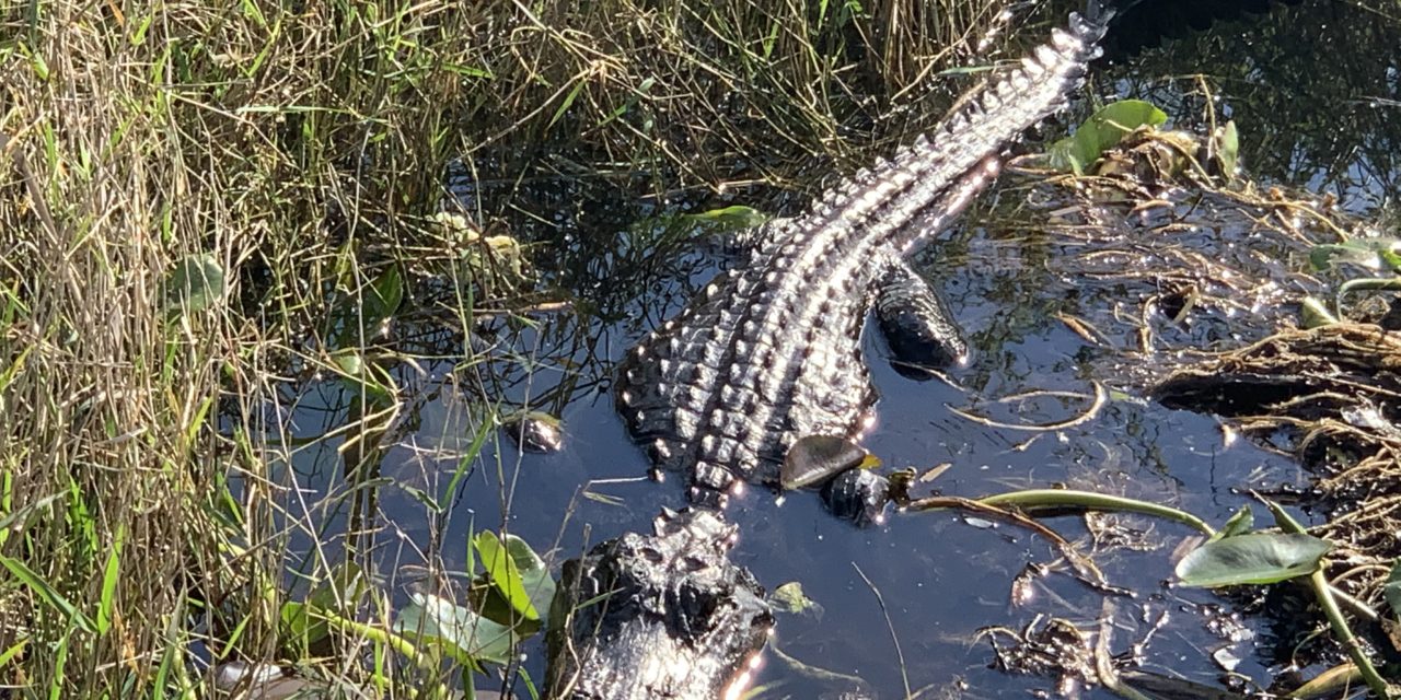 Everglades Tour Features Alligators,  Serial Killer and Tiniest U.S. Post Office