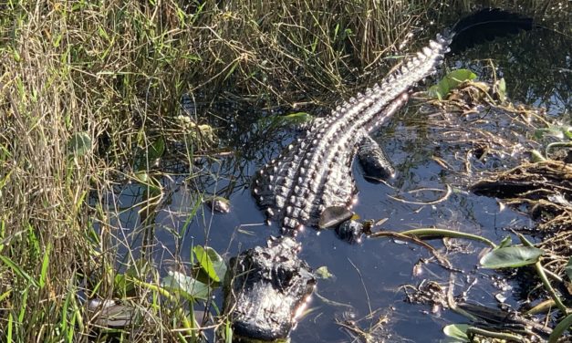 Everglades Tour Features Alligators,  Serial Killer and Tiniest U.S. Post Office