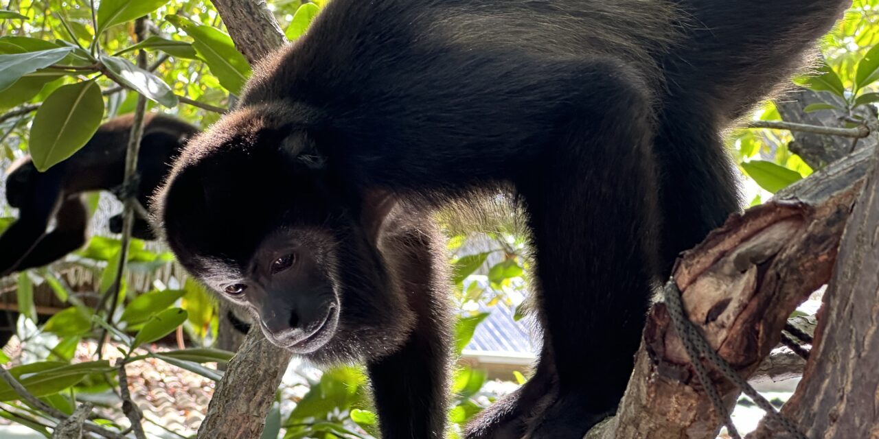 Dancing Monkeys, Jesus Lizards, Aerial Beach Highlight Central America Trip