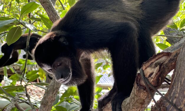 Dancing Monkeys, Jesus Lizards, Aerial Beach Highlight Central America Trip