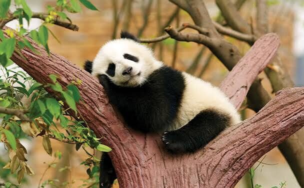 Return to China: Panda’s Tush, Ear Needles, Duck Intestines
