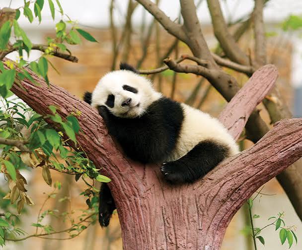 Return to China: Panda’s Tush, Ear Needles, Duck Intestines